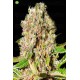 Mendocino Skunk   Paradise Seeds