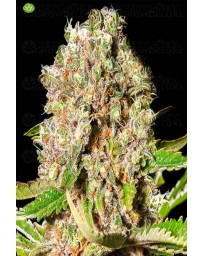 Mendocino Skunk   Paradise Seeds