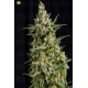 Anestesia CBD   Pyramid Seeds