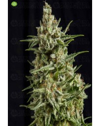 Anestesia CBD   Pyramid Seeds