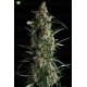 Galaxy CBD  Pyramid Seeds