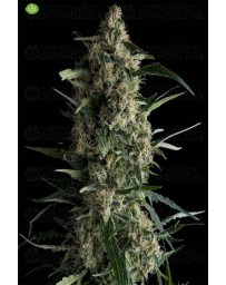 Galaxy CBD  Pyramid Seeds