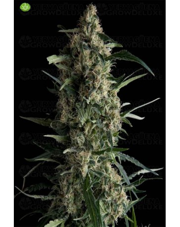 Galaxy CBD  Pyramid Seeds