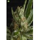 Shark CBD  Pyramid Seeds