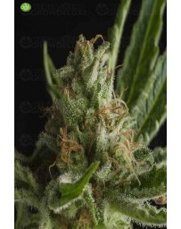 Shark CBD  Pyramid Seeds