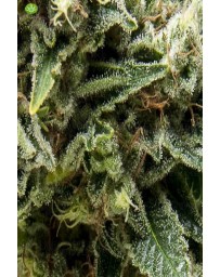 Auto New York City CBD  Pyramid Seeds