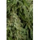 Auto Northern Lights CBD   Pyramid Seeds