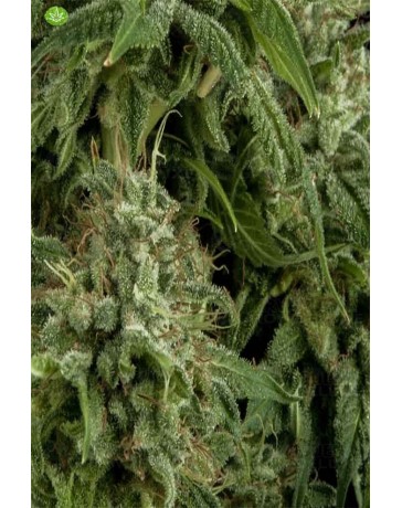 Auto Northern Lights CBD   Pyramid Seeds