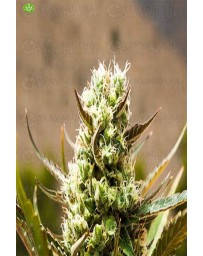 Jack Attak Auto  Venus Genetics