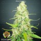 Jack Attack Venus Genetics