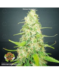 Jack Attack Venus Genetics