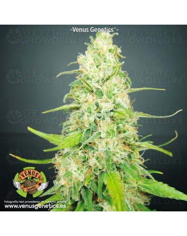 Jack Attack Venus Genetics