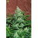 Amnesia Ryder  World of Seeds