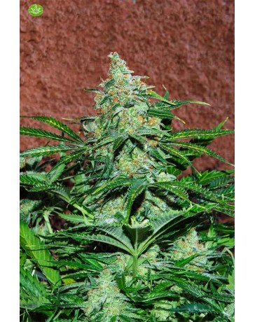 Amnesia Ryder  World of Seeds