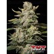 TNT Kush Eva Seeds