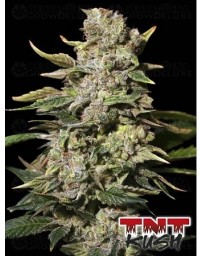 TNT Kush Eva Seeds