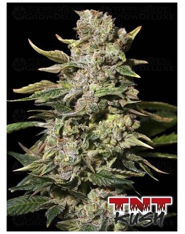 TNT Kush Eva Seeds