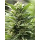 TNT Kush Eva Seeds