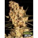 Jamaican Dream Eva Seeds