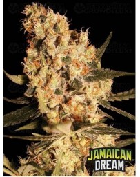 Jamaican Dream Eva Seeds