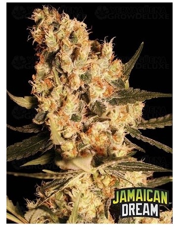 Jamaican Dream Eva Seeds