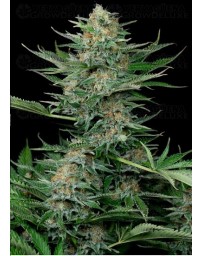 Industrial Plant Dinafem