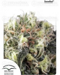 Snow Bud Dutch Passion