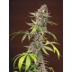 Red Mandarine F1 Fast Version Sweet Seeds