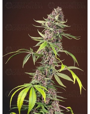 Red Mandarine F1 Fast Version Sweet Seeds