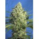 Jack 47 XL Auto Sweet Seeds Autofloreciente