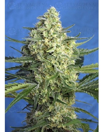 Jack 47 XL Auto Sweet Seeds Autofloreciente