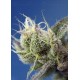 Sweet Cheese XL Auto Sweet Seeds Autofloreciente