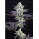 Blueberry Cookies Dinafem