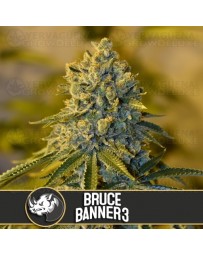 Bruce Banner #3 BlimBurn