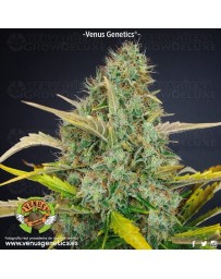 White Chocolate Venus Genetics