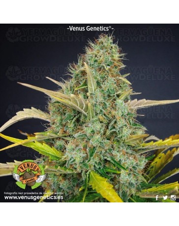 White Chocolate Venus Genetics