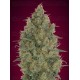 Strawberry Gum Advanced Seeds