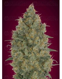 Strawberry Gum Advanced Seeds