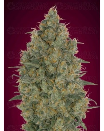 Strawberry Gum Advanced Seeds