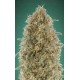 Gorilla Blue Advanced Seeds