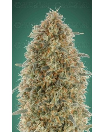 Gorilla Blue Advanced Seeds