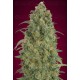 Auto Strawberry Gum Advanced Seeds Autofloreciente