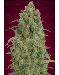 Auto Strawberry Gum Advanced Seeds Autofloreciente