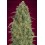 Auto Strawberry Gum Advanced Seeds Autofloreciente