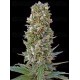 Automatik Mix Advanced Seeds Autofloreciente