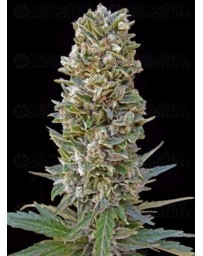 Automatik Mix Advanced Seeds Autofloreciente