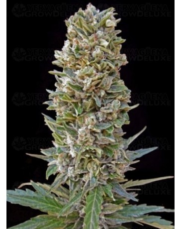 Automatik Mix Advanced Seeds Autofloreciente