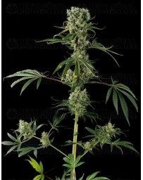 Moby Dick #2 Dinafem