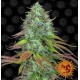 LSD Auto Barney's Farm Autofloreciente