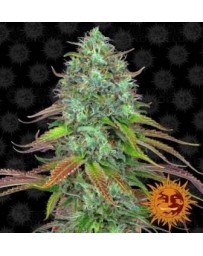 LSD Auto Barney's Farm Autofloreciente